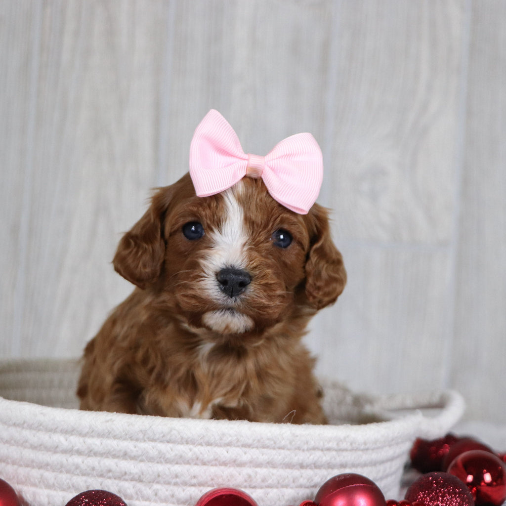 Valerie - Available Now