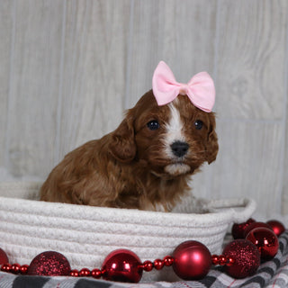 Valerie - Available Now