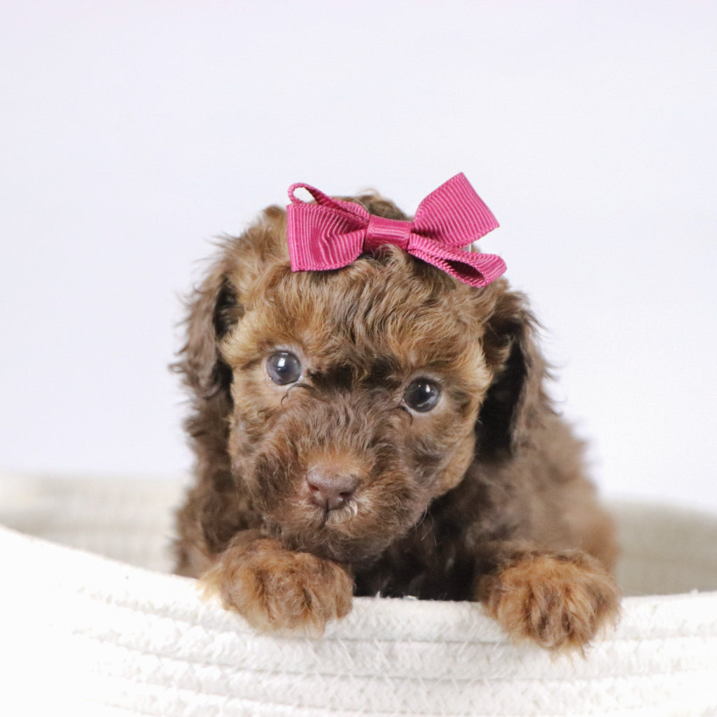 Veronica - Available 11/26