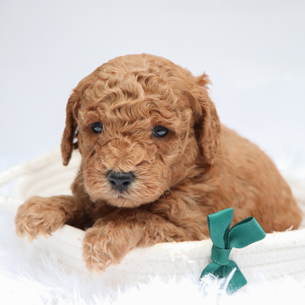 Victor - Available 11/19