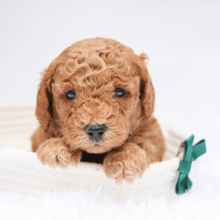 Victor - Available Now