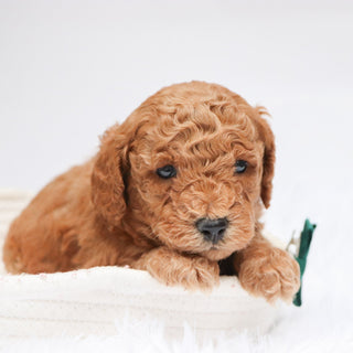 Victor - Available Now