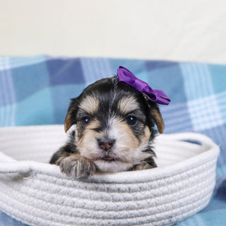 Victoria - Available 2/11