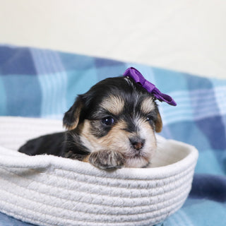 Victoria - Available 2/11