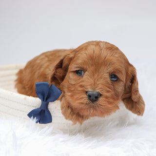 Vince - available 11/19