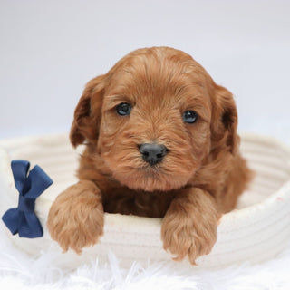 Vince - Available Now