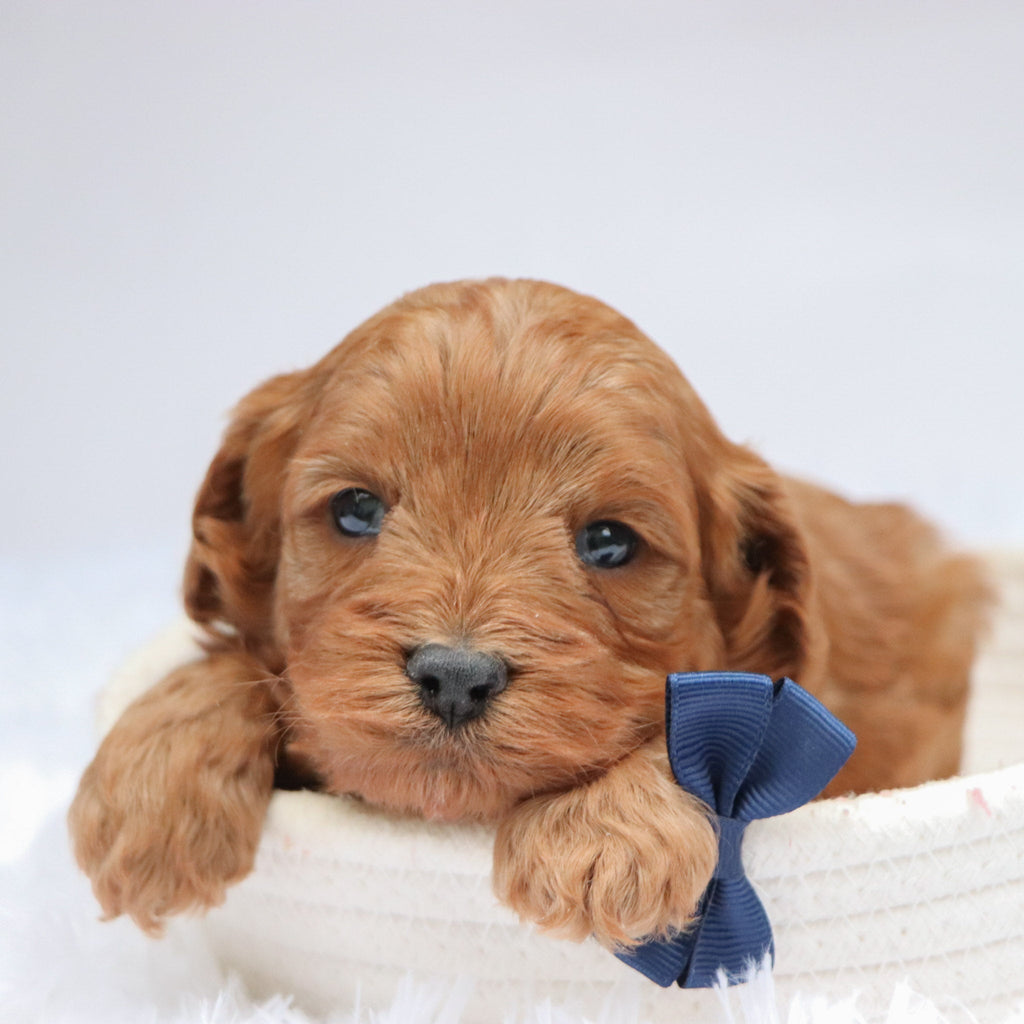 Vince - available 11/19