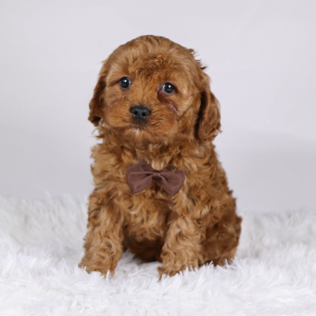 Vince - available 11/19