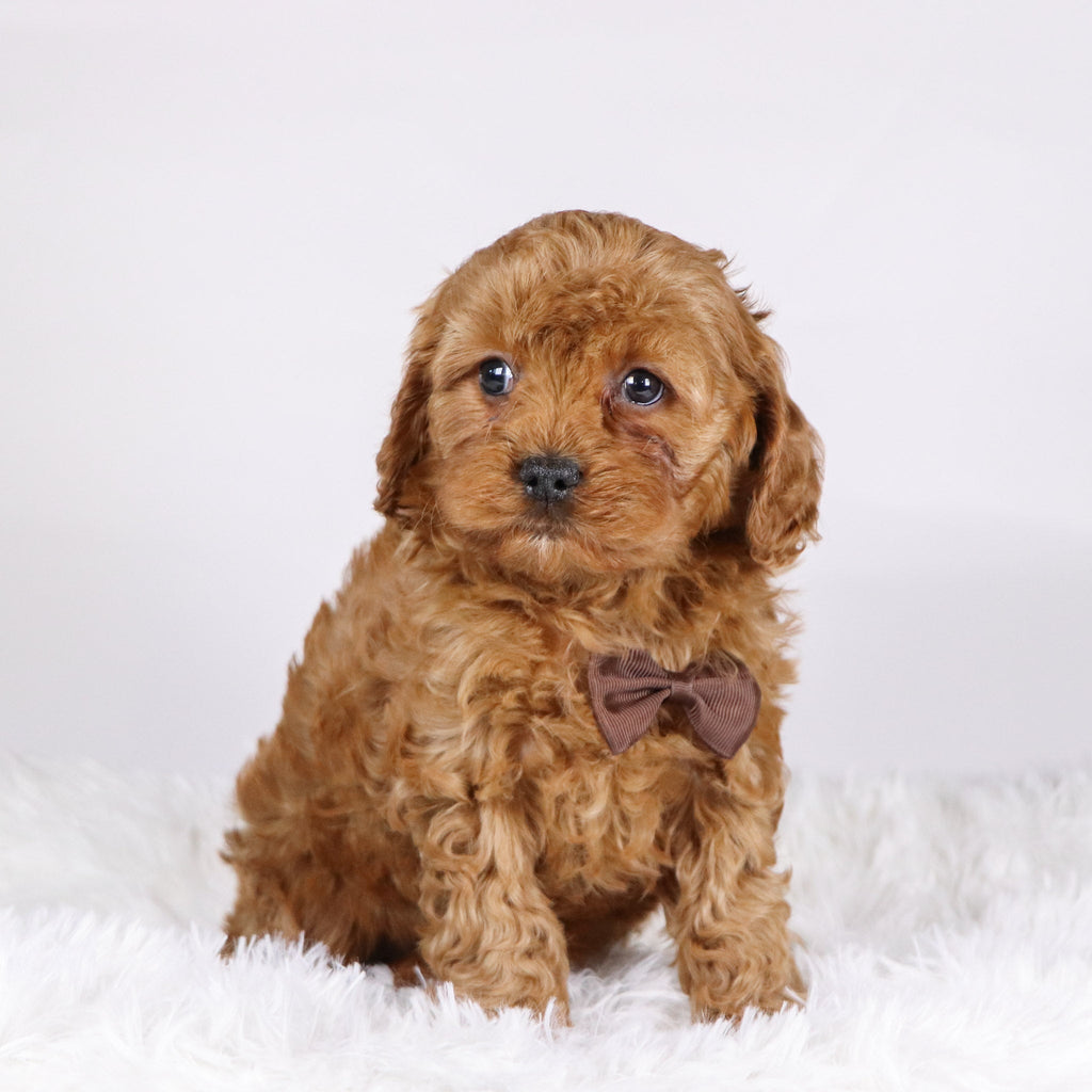 Vince - Available Now