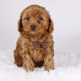 Vince - available 11/19