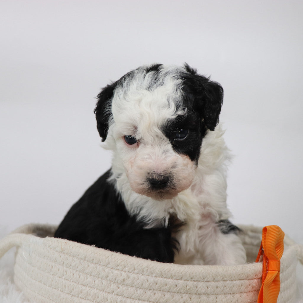 Wally - Available Now