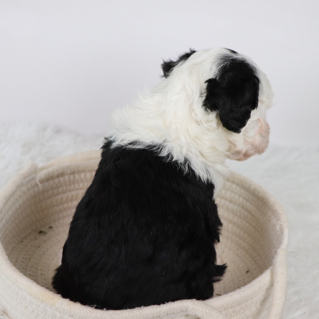 Wally - Available Now