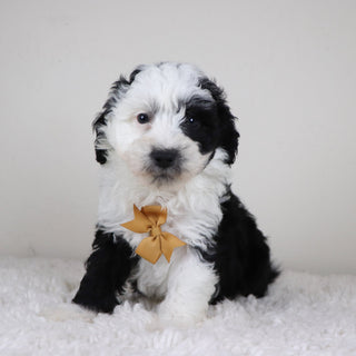 Wally - Available Now