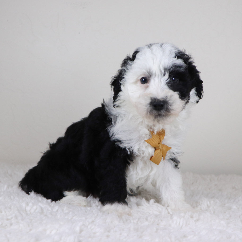 Wally - Available Now