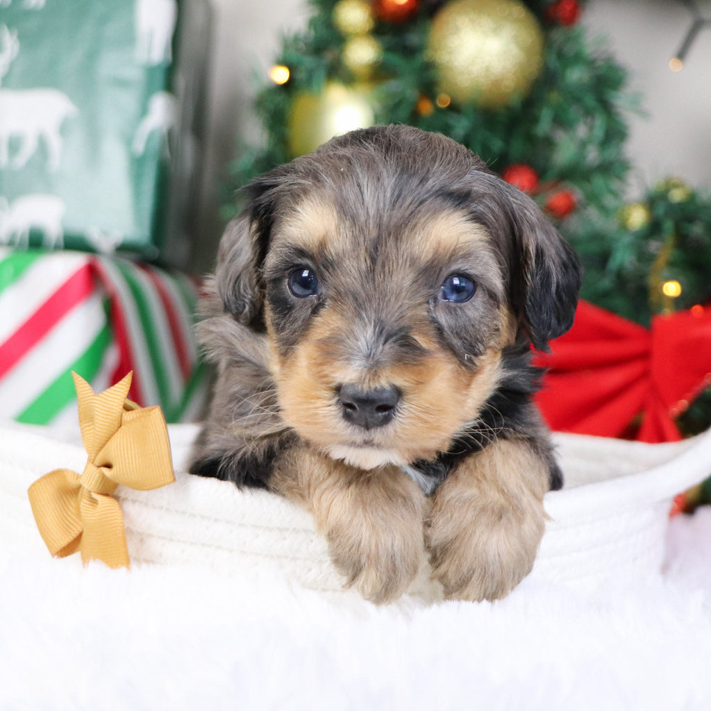 Warren - Available 1/21