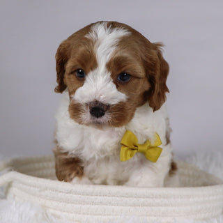 Well - available 12/3