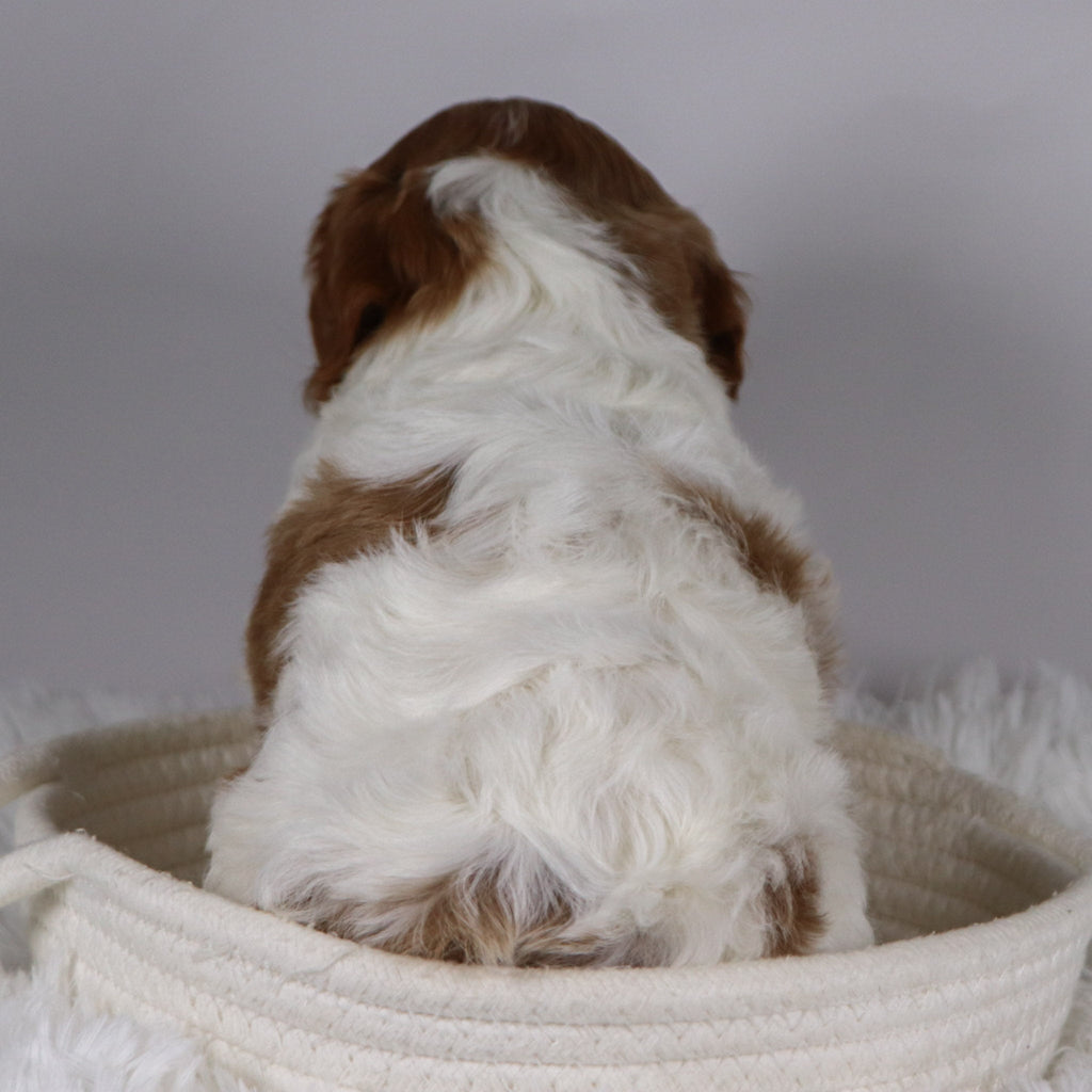 Well - available 12/3