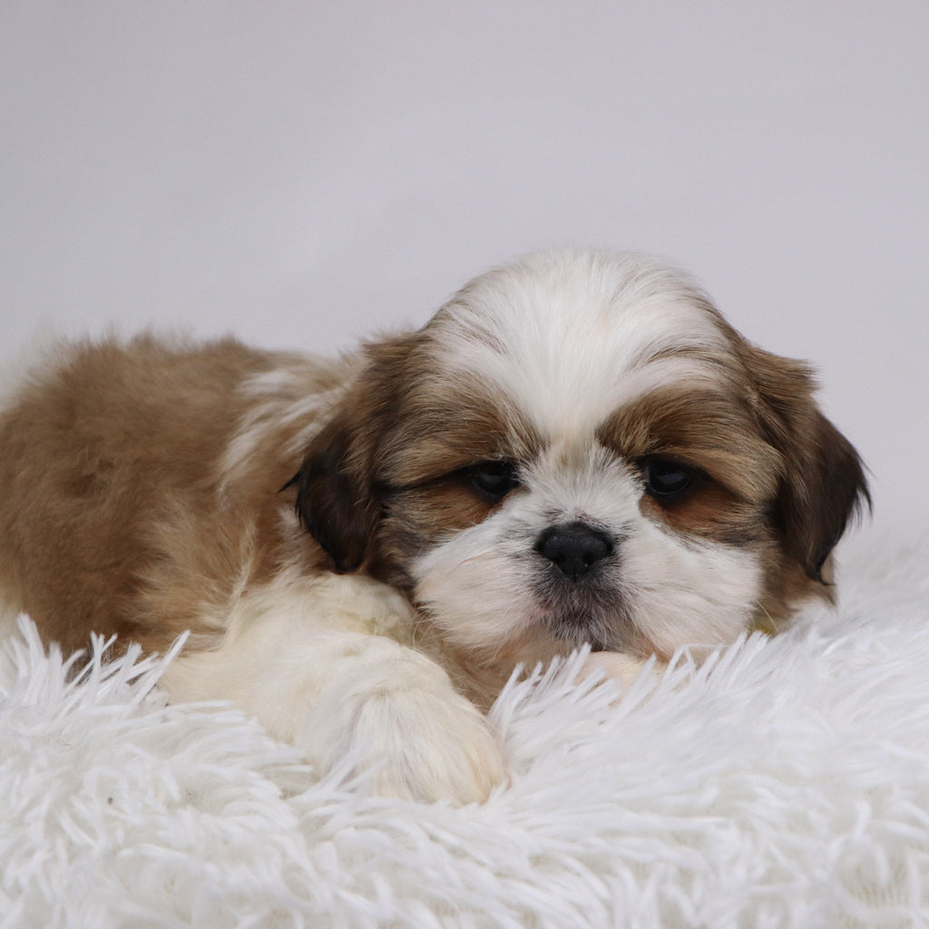 Will - Available 11/26