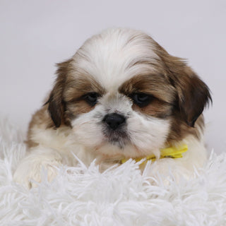 Will - Available Now