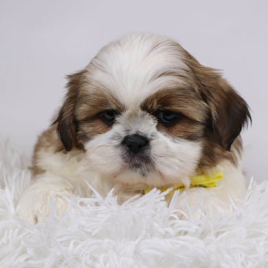 Will - Available 11/26