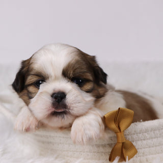 Will - Available 11/26