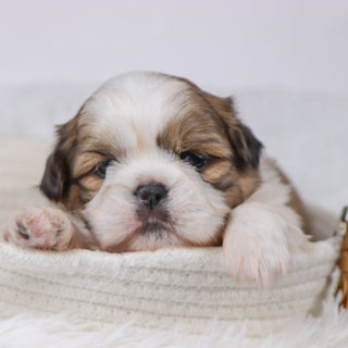 Will - Available Now