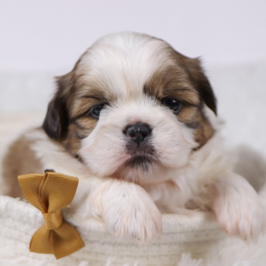 Will - Available Now