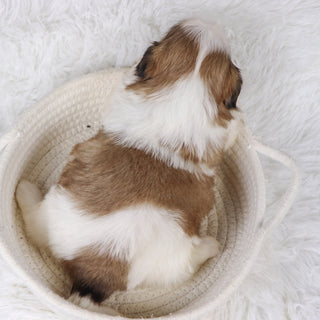 Will - Available Now