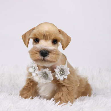 William - Available 11/5