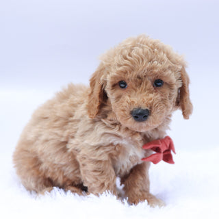 William - Available 9/10