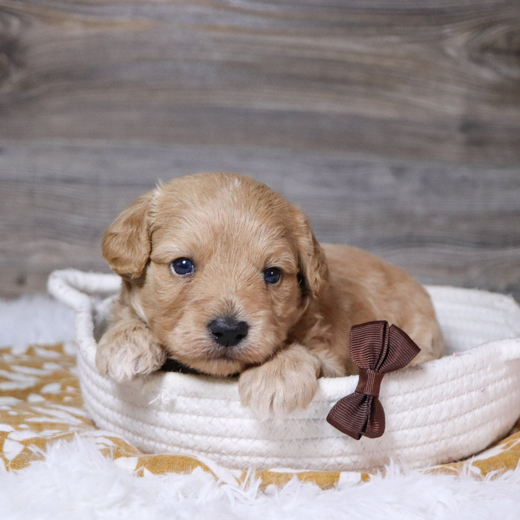 William - Available 12/23