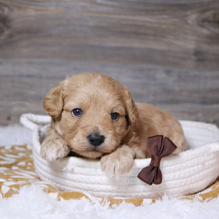 William - Available Now