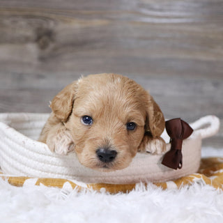 William - Available 12/23