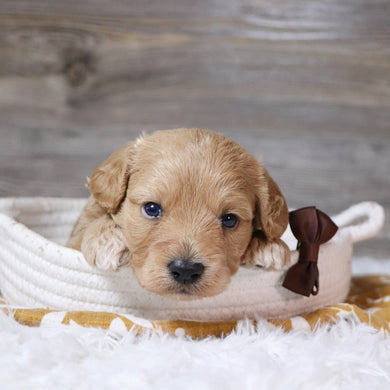 William - Available 12/23