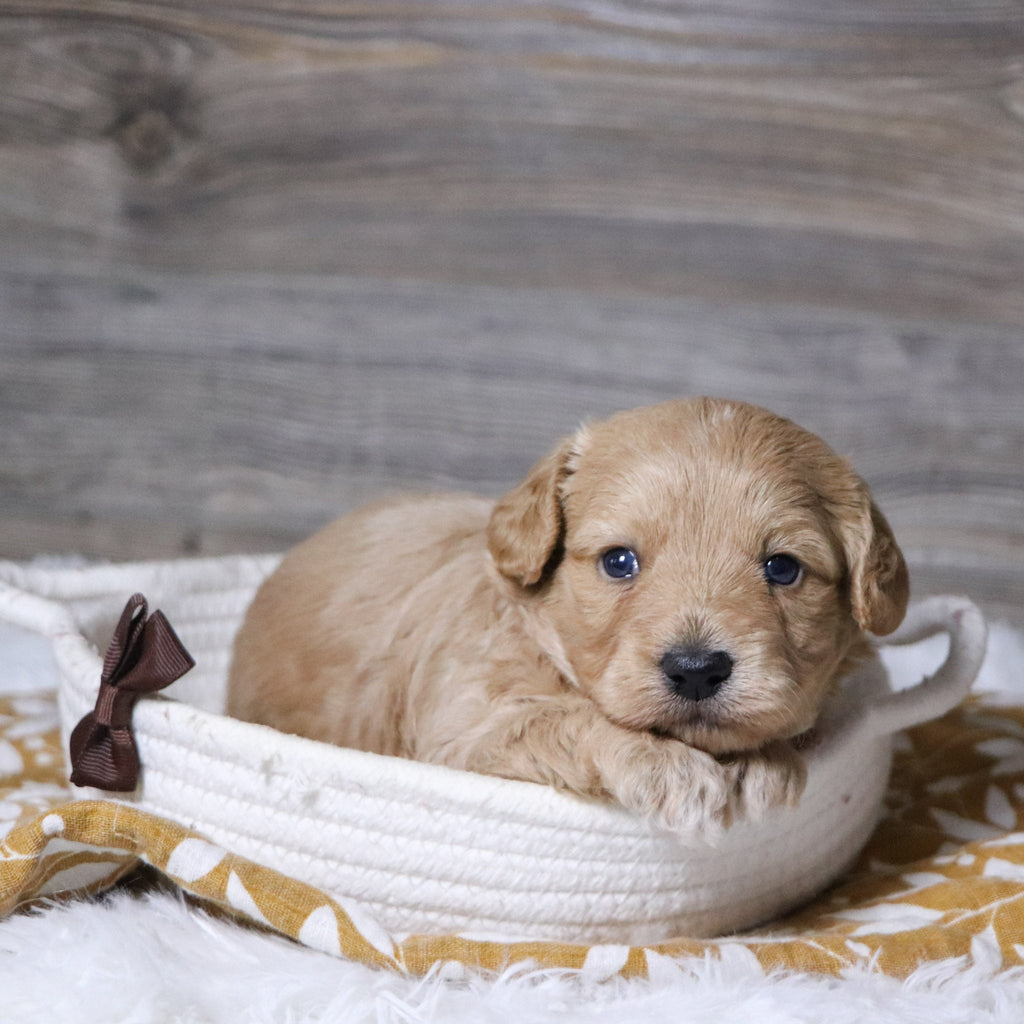 William - Available Now