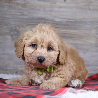 William - Available Now