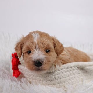 William - Available 11/5