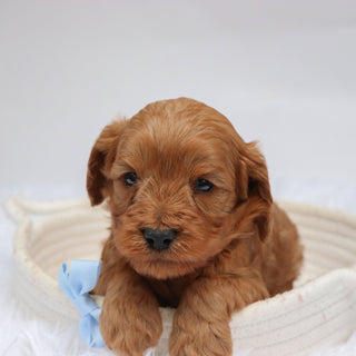 Willie - available 11/19