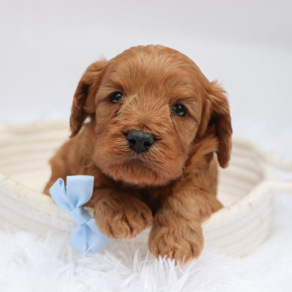 Willie - available 11/19