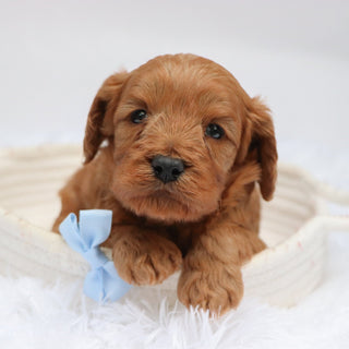 Willie - available 11/19