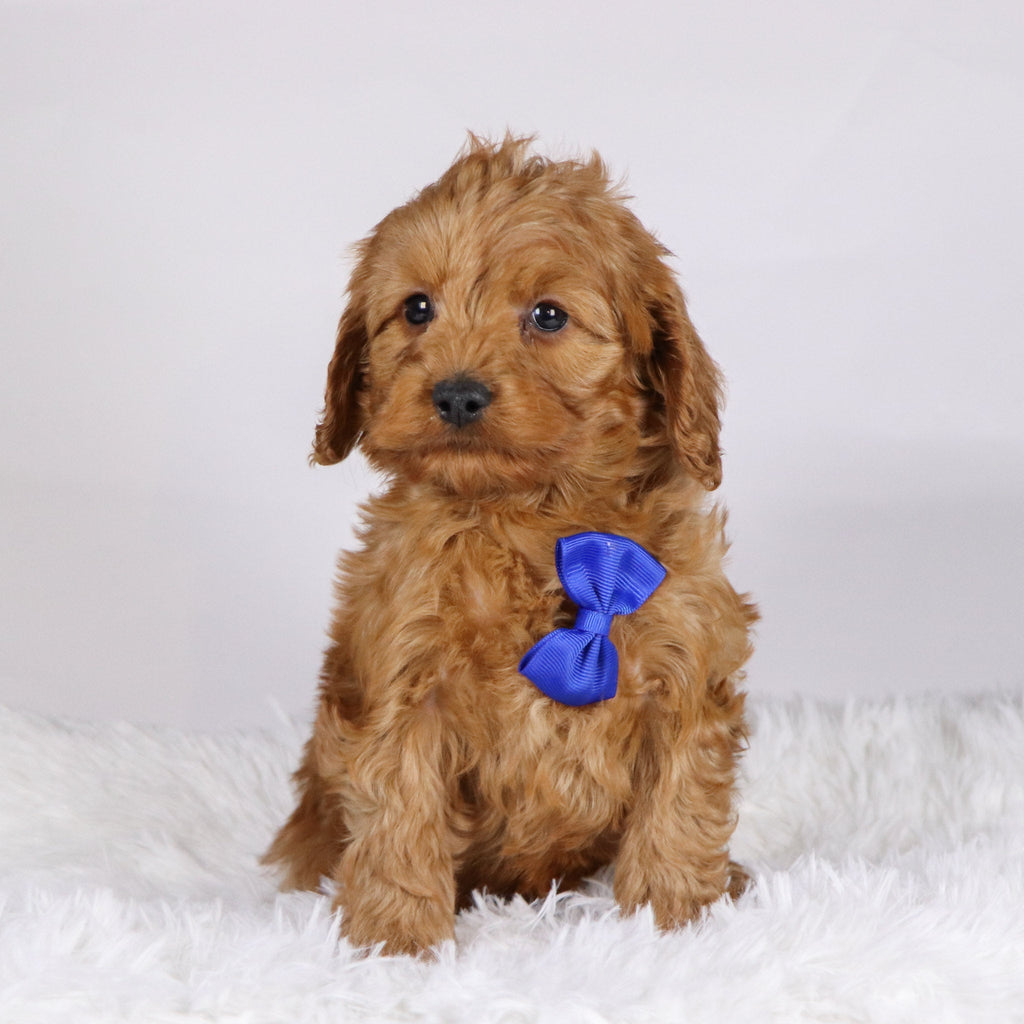 Willie - available 11/19