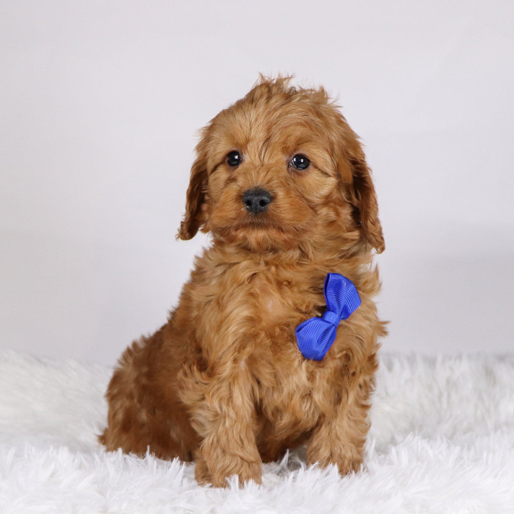 Willie - available 11/19