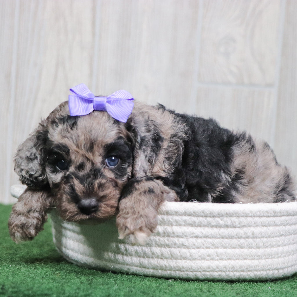 Willow - Available 6/4