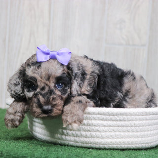 Willow - Available 6/4