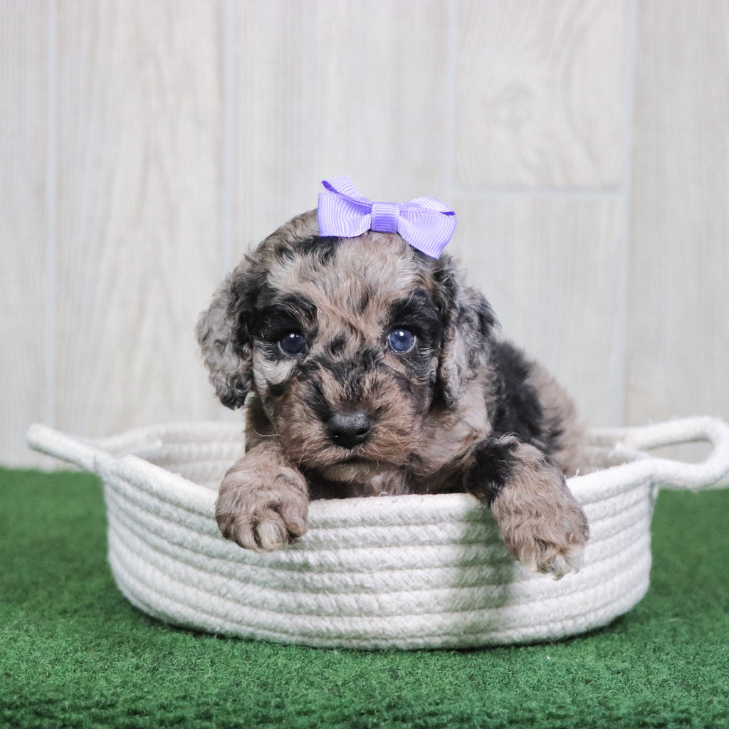 Willow - Available 6/4