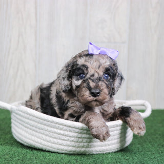 Willow - Available 6/4