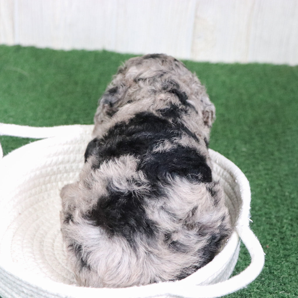 Willow - Available 6/4