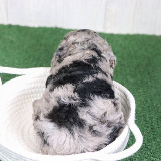 Willow - Available 6/4