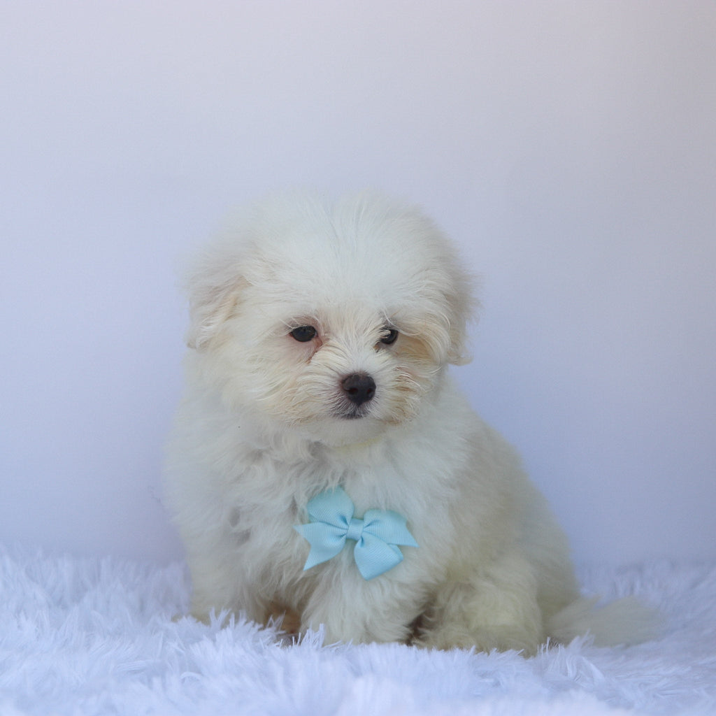 Wilson - Available Now