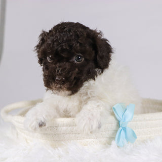 Windy - Available 11/26